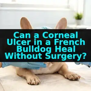 Can a Corneal Ulcer in a French Bulldog Heal Without Surgery?