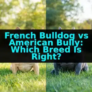 French Bulldog vs American Bully: Which Breed Is Right?