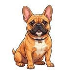 frenchie and its variants breed