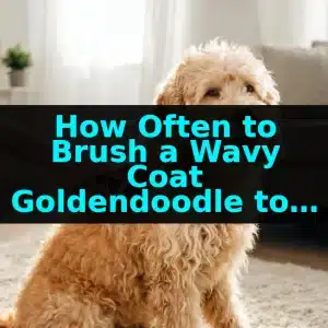 How Often to Brush a Wavy Coat Goldendoodle to Prevent Mats