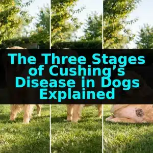 The Three Stages of Cushing’s Disease in Dogs Explained