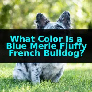 What Color Is a Blue Merle Fluffy French Bulldog?