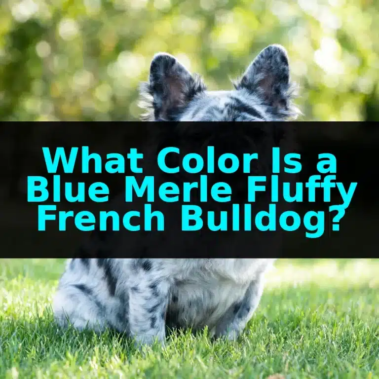 What Color Is a Blue Merle Fluffy French Bulldog?