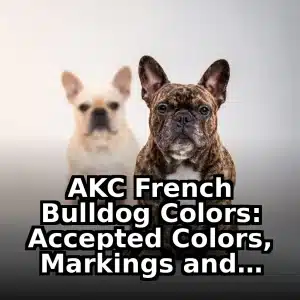 AKC French Bulldog Colors: Accepted Colors, Markings and Disqualifications