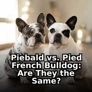 Piebald vs. Pied French Bulldog: Are They the Same?